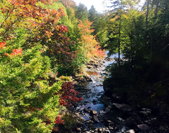 Syracuse New York Foliage